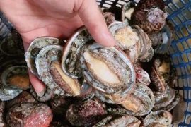 Bào ngư giá siêu rẻ bán tran lan trên "chợ mạng"