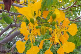 Cây phượng ra hoa vàng ở Sóc Trăng thu hút khách tới chụp ảnh