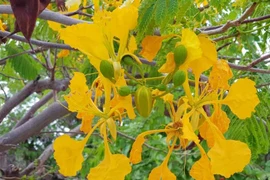 Cây phượng ra hoa vàng ở Sóc Trăng thu hút khách tới chụp ảnh