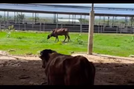 Vì sao dự án chăn nuôi bò sữa công nghệ cao ngàn tỷ bị thu hồi?