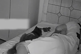 Hốt hoảng khi mèo bắt cóc đặt lên giường trong lúc chủ nhân đang ngủ