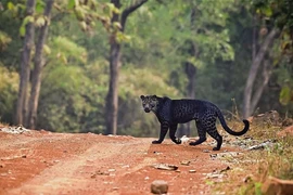 Báo đen huyền thoại tình cờ bị bắt gặp khi đang săn mồi