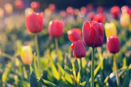 Xuân sang, 3 con giáp bứt phá mạnh mẽ, nhận lộc lớn lộc nhỏ