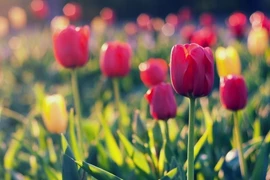 Xuân sang, 3 con giáp bứt phá mạnh mẽ, nhận lộc lớn lộc nhỏ