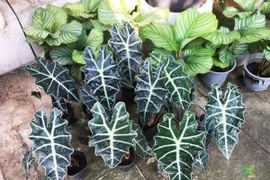 Người có sức khỏe kém, tuyệt đối không trồng các loại hoa xui xẻo