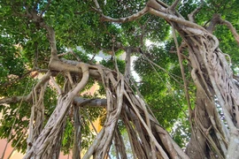 Cận cảnh loạt bonsai “phong thủy” được nhiều đại gia săn lùng