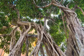 Cận cảnh loạt bonsai “phong thủy” được nhiều đại gia săn lùng