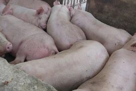 Dịch tả lợn châu Phi xuất hiện tại Đà Nẵng, nguy cơ lan rộng