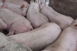 Dịch tả lợn châu Phi xuất hiện tại Đà Nẵng, nguy cơ lan rộng