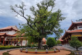 Ngắm cây me cổ thụ vô giá tại Đền thờ Tây Sơn Tam Kiệt