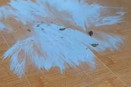 Quảng Ngãi: Xuất hiện bụi và mùi hôi, khét bất thường