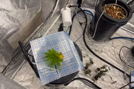 Toàn cảnh căn hộ trồng cây nghi là cần sa của cặp đôi ngoại quốc