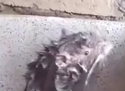 Cảnh tượng khó tin: Con chuột mình đầy xà phòng kỳ cọ trong bồn tắm