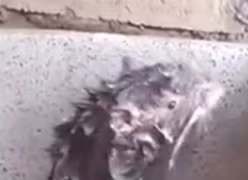 Cảnh tượng khó tin: Con chuột mình đầy xà phòng kỳ cọ trong bồn tắm