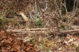 Phá rừng tự nhiên, một đối tượng bị phạt hàng trăm triệu đồng 