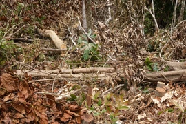 Phá rừng tự nhiên, một đối tượng bị phạt hàng trăm triệu đồng 