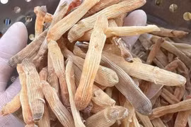 Loại hải sản kỳ dị giống giun giá tới 7 triệu đồng/kg