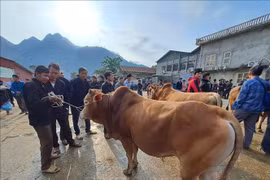 Độc đáo chợ bò Mèo Vạc