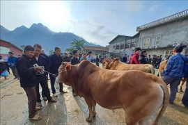 Độc đáo chợ bò Mèo Vạc