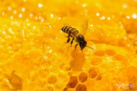 Lên Hà Giang mùa thu hoạch mật ong hoa bạc hà 