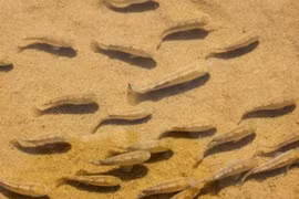 Cá sa mạc là gì mà phí bảo tồn lên tới 90 tỉ đồng?