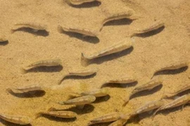 Cá sa mạc là gì mà phí bảo tồn lên tới 90 tỉ đồng?