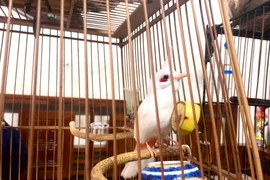 Tận mục trại chào mào đột biến đắt đỏ của ông chủ Hà thành