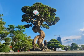 Loại cây trồng làm hàng rào lên đời thành “vua các loài cây cảnh“