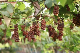 Vườn nho chín mọng ở Hà Nội thành điểm check-in hot