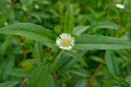 Tác dụng không ngờ của cây nhọ nồi đối với bệnh dạ dày