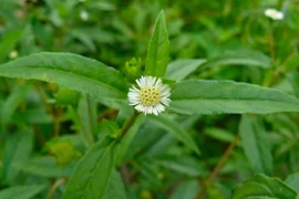 Tác dụng không ngờ của cây nhọ nồi đối với bệnh dạ dày