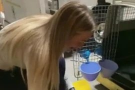 Khoảnh khắc chú chó đoàn tụ với chủ sau 8 tháng xa cách