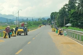 Cảnh báo tình trạng phơi lúa dưới lòng đường gây mất an toàn 