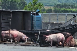 Xe tải lật ngang, lợn "đi dạo" trên cao tốc Đà Nẵng - Quảng Ngãi