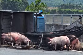 Xe tải lật ngang, lợn "đi dạo" trên cao tốc Đà Nẵng - Quảng Ngãi