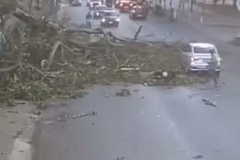 Khoảnh khắc cây đa cổ thụ gãy nhánh, đè trúng người đi xe máy