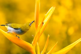 Tháng 12 âm, 3 con giáp kết thúc Quý Mão rực rỡ, tài lộc dồi dào