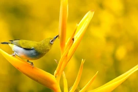 Tháng 12 âm, 3 con giáp kết thúc Quý Mão rực rỡ, tài lộc dồi dào