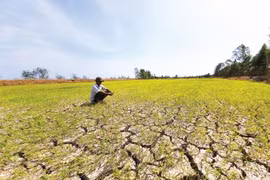 Thủ tướng chỉ đạo ứng phó đợt xâm nhập mặn cao điểm tại ĐBSCL