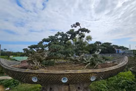 Cụ duối trăm tuổi trên quốc lộ, đại gia không nỡ lướt qua