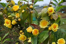 Nhà giàu cực thích trồng cây này vì chiêu tài hút lộc