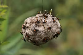 Theo chân người đàn ông vào rừng tìm ong vò vẽ, kiếm hàng chục triệu 