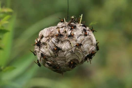 Theo chân người đàn ông vào rừng tìm ong vò vẽ, kiếm hàng chục triệu 