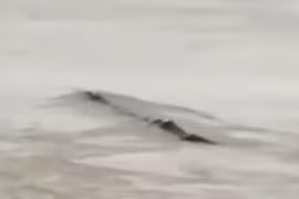 Sự thật về “thủy quái” bơi trên sông khiến nhiều người ngã ngửa