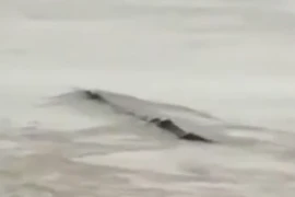 Sự thật về “thủy quái” bơi trên sông khiến nhiều người ngã ngửa