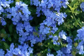 Khu vườn 60m2 lung linh của cô gái Trung Quốc ngay giữa lòng thành phố