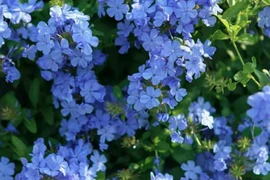 Khu vườn 60m2 lung linh của cô gái Trung Quốc ngay giữa lòng thành phố