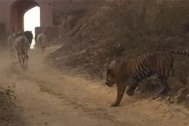 Báo động tình trạng hổ dữ ngang nhiên bắt trộm bò ở Ấn Độ