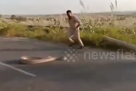 Clip: Kéo trăn khổng lồ ra giữa đường, cảnh sát bất ngờ bị đớp