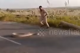 Clip: Kéo trăn khổng lồ ra giữa đường, cảnh sát bất ngờ bị đớp